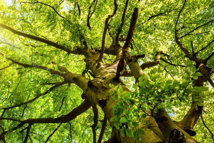 Beech leaves on a large tree