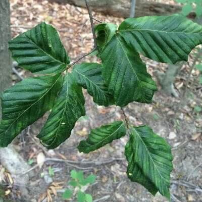 Deformed leaves that are leathery, curled, crinkled, or distorted
