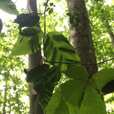 Darker banding on the leaves that is detectable by holding the leaves up to a light source