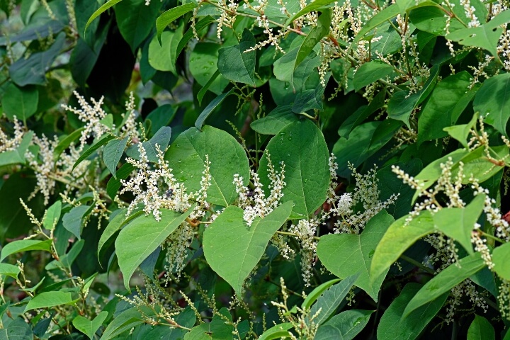 Japanese Knotweed, a common invasive plant species