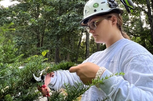 Arborist cutting branches of a shrub