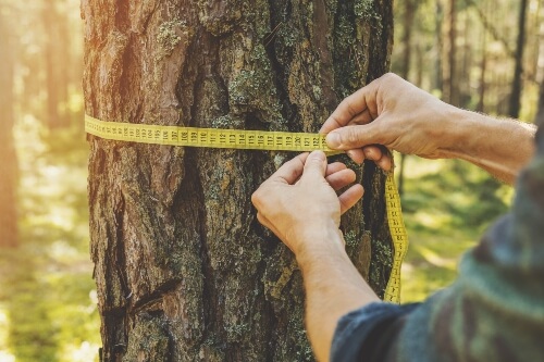 Man measuring the circumference of a tree with a ruler tape