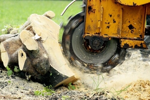 Stump grinding machine grinding down a tree stump
