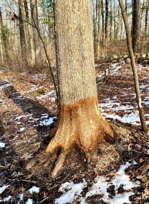 A tree suffering from damage in the winter