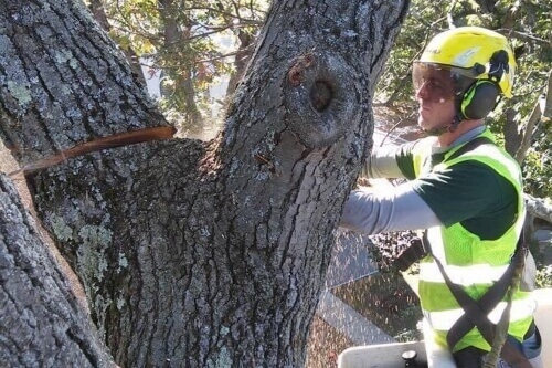 Arborist cutting a branch from a tree with a chainsaw