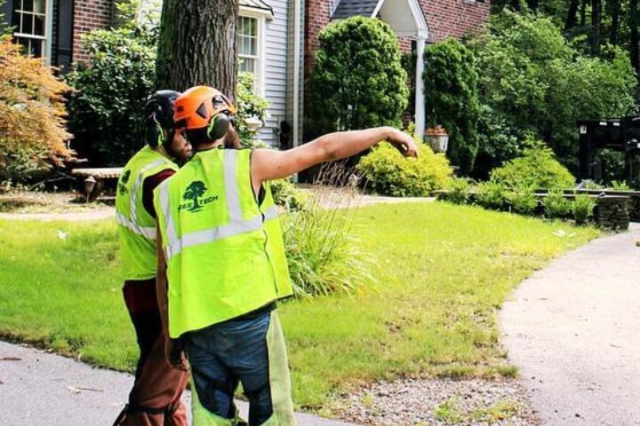 Two Arborists looking over a property for a tree assessment