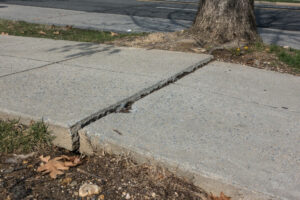 Tree roots breaking through a sidewalk from underneath