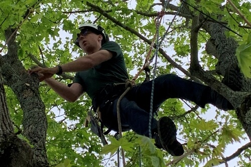 Tree Tech arborist pruning a tree in mid-air