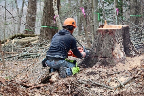 Arborist kneeling down and cutting into a tree stump with a chainsaw