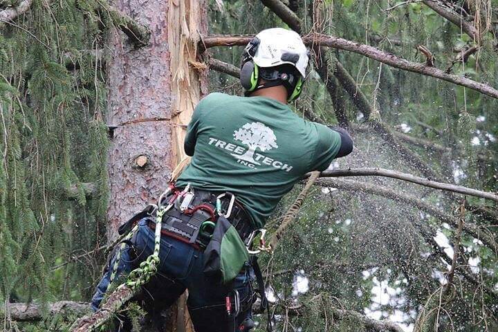 Tree Tech Arborist cutting down a tree with a chainsaw