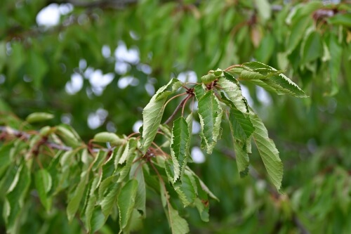 Planting of Survivor Tree Sapling in Boston - Tree Topics