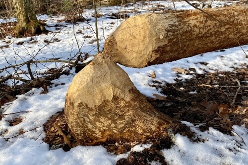 Tree fallen over in the snow from cold weather and storm damage