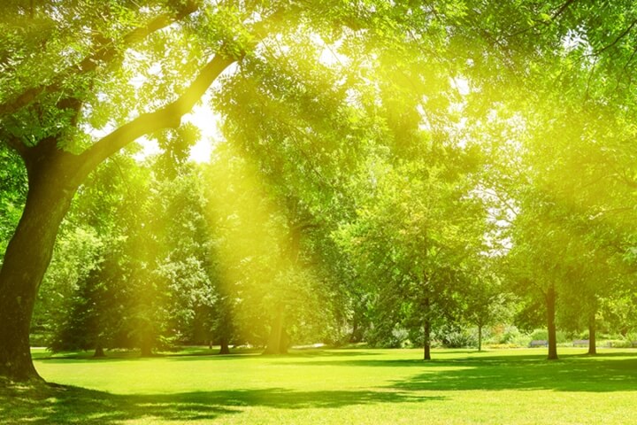 An open field surrounded by tall trees and sunlight shinning through the branches