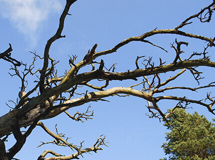 Withered Branch Dieback