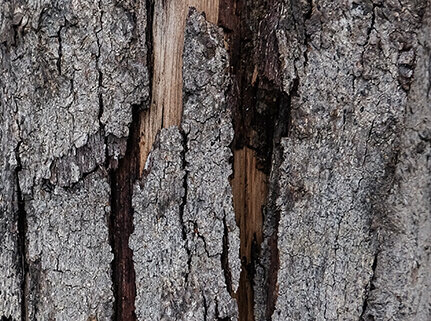 Upclose photo of cracks in tree bark