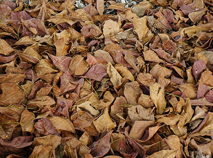 Dead leaves that have fallen on the ground