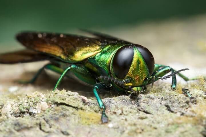 Upclose photo of an Emerald Ash borer that is sitting on tree bark
