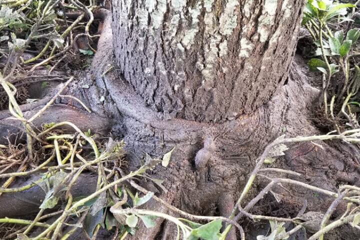 Girlding tree roots
