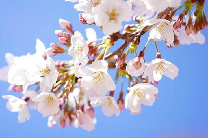 Close up of serviceberry flowers