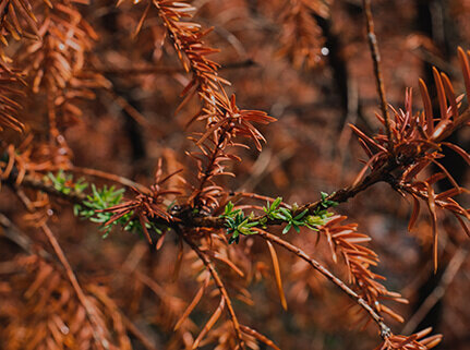 Upclose Scorched tree needles