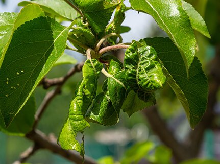 Leaves that are shriveling from stunted growth