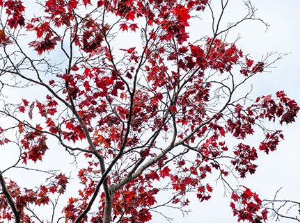 Thinning Canopy tree