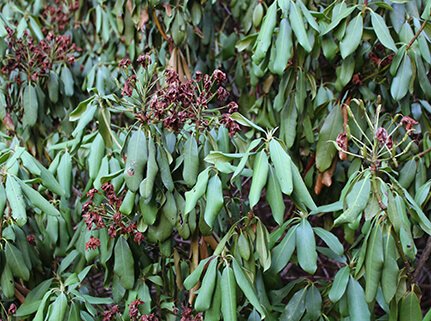 Wilting leaves that are being impacted from hot weather conditions