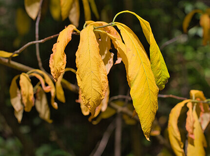Yellowing tree leaves that are suffering from warm weather