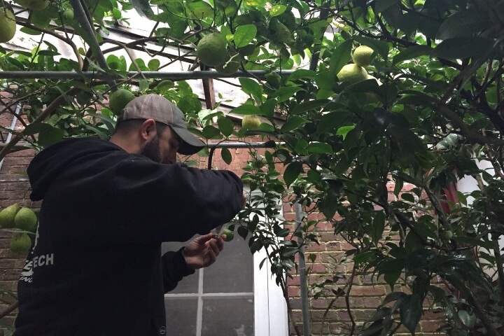 Arborist examining the lemons on a lemon tree