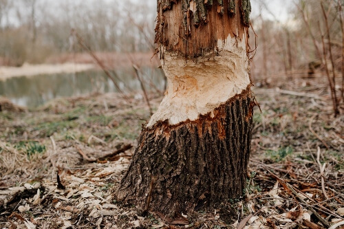 Tree suffering heavy damage from termites