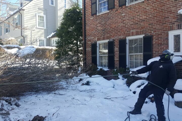 Arborist removing a fallen tree from the front lawn of a property during snowy weather