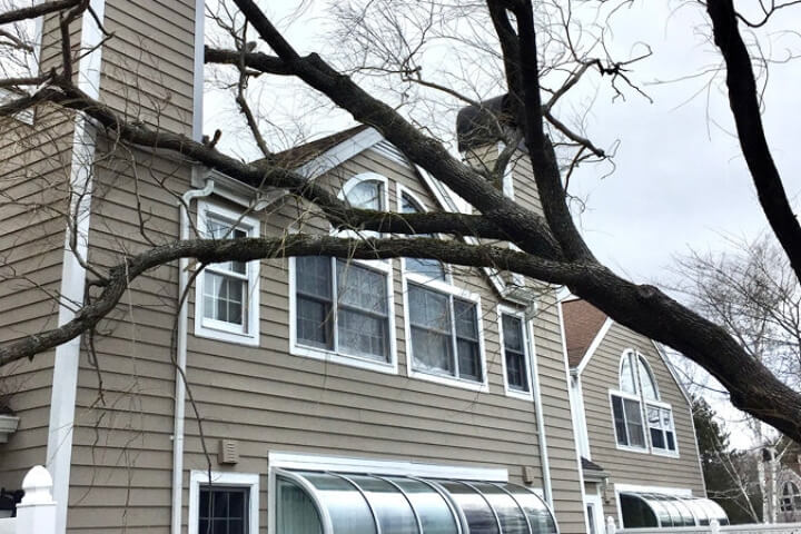 Withering tree leaning towards the side of a house