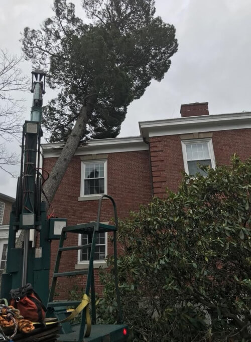 Large tree severely tilting against a Brick House property