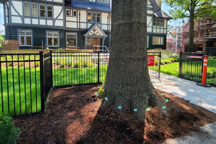 A large tree receiving fertilization treatment