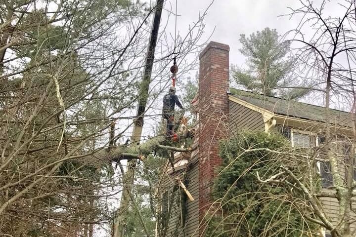 Tree Tech Arborist removing a fallen tree from the roof a house