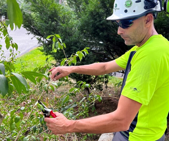 Arborist pruning the branches of a tree