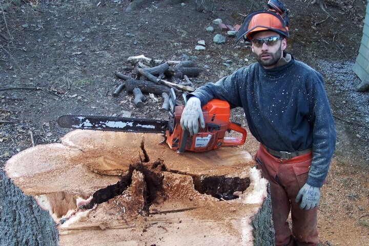 Arborist resting a chainsaw on a trimmed down tree stump