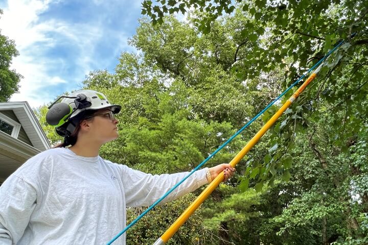 Arborist trimming the branch of a tree