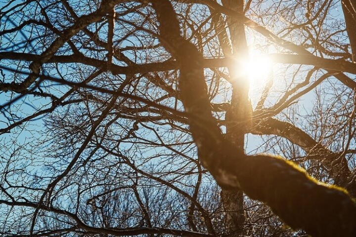 The sun shining through the branches of a withered tree in the winter