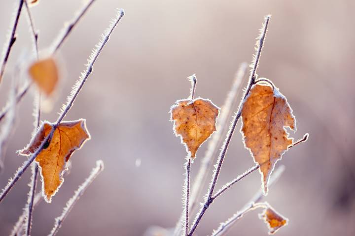 Frost-damaged shrub