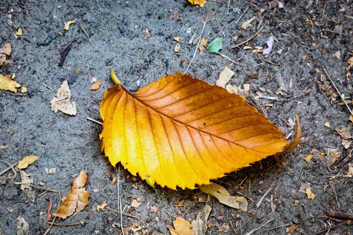 Fallen leaf in summer | Tree Tech Inc