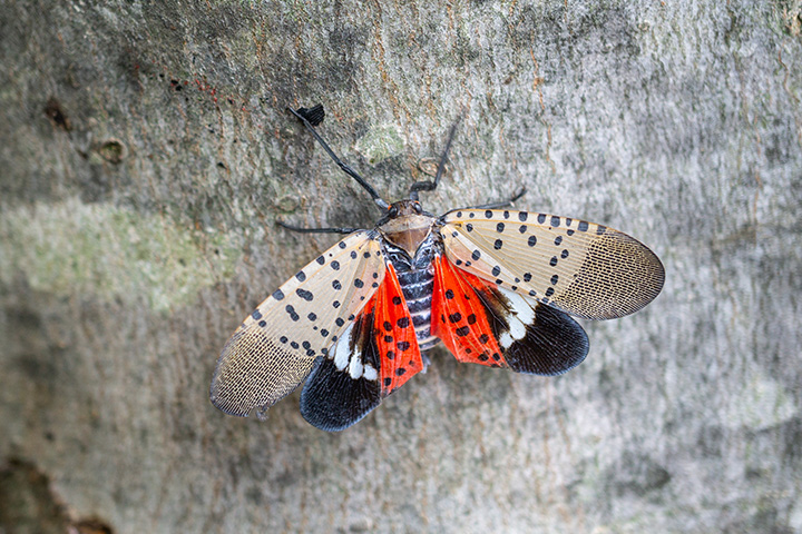Spotted Lanternfly Found in Wellesley MA - What You Need to Know - by Tree Tech Inc. in Eastern MA.
