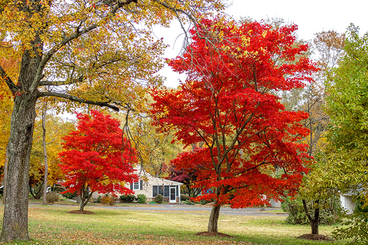 Image of fall trees with their leaves changing colors | Tree Tech Inc