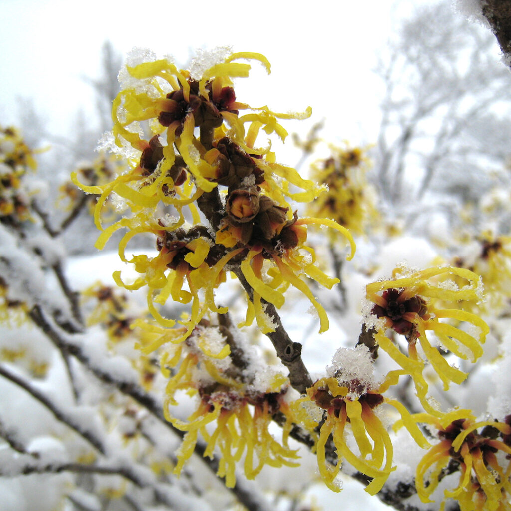 Witch Hazel in Wellesley MA | Tree Tech Inc.