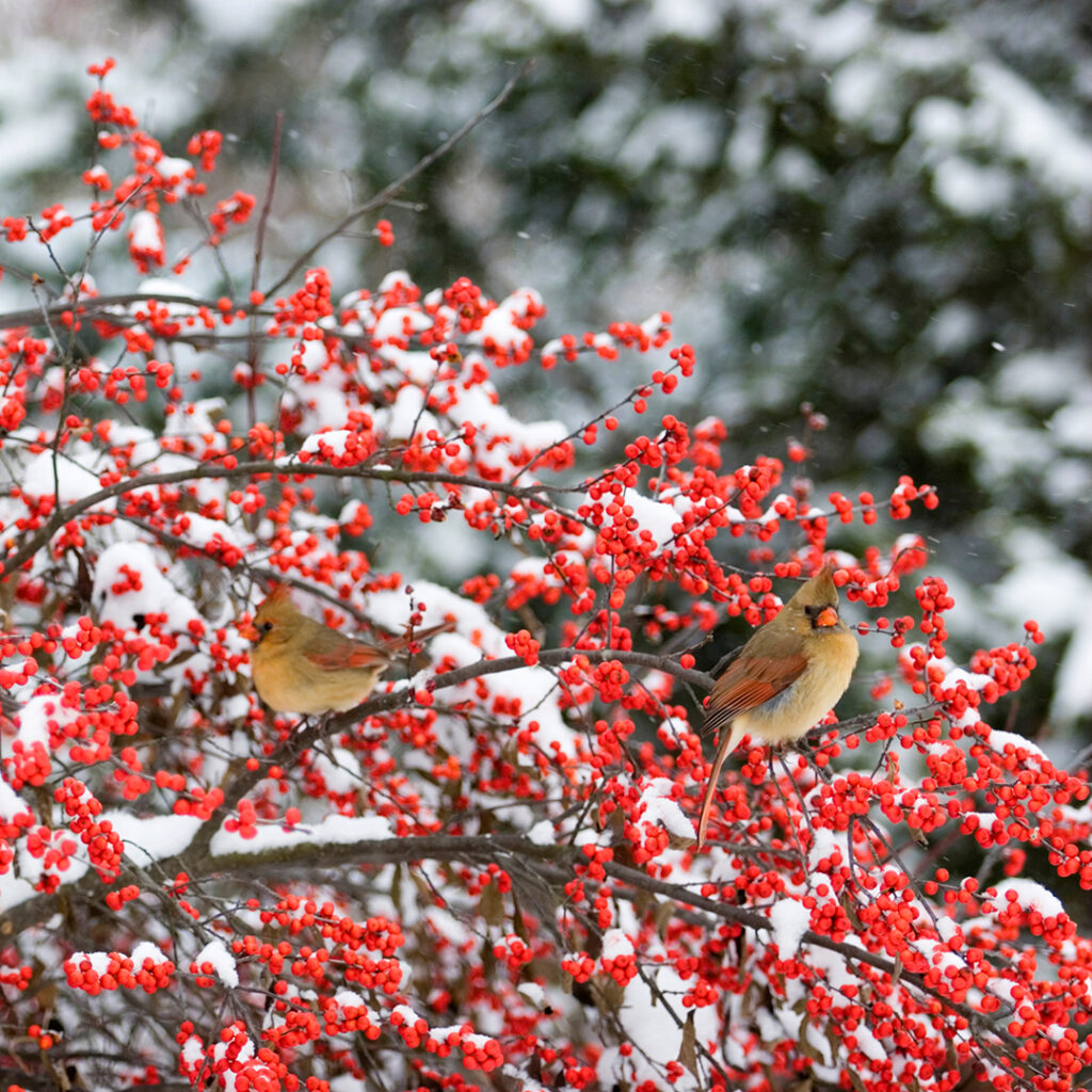 Winterberry in Wellesley MA | Tree Tech Inc.