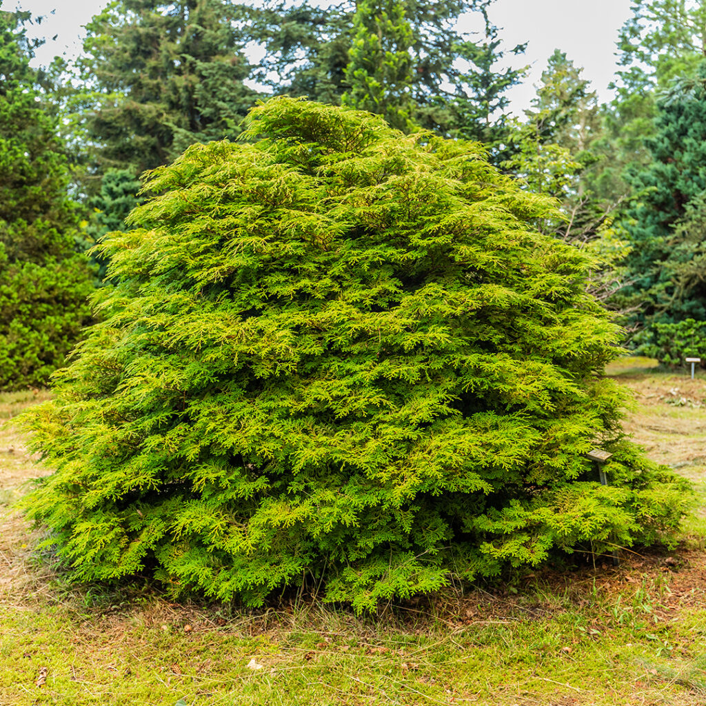 Japanese cypress in Wellesley MA | Tree Tech Inc.
