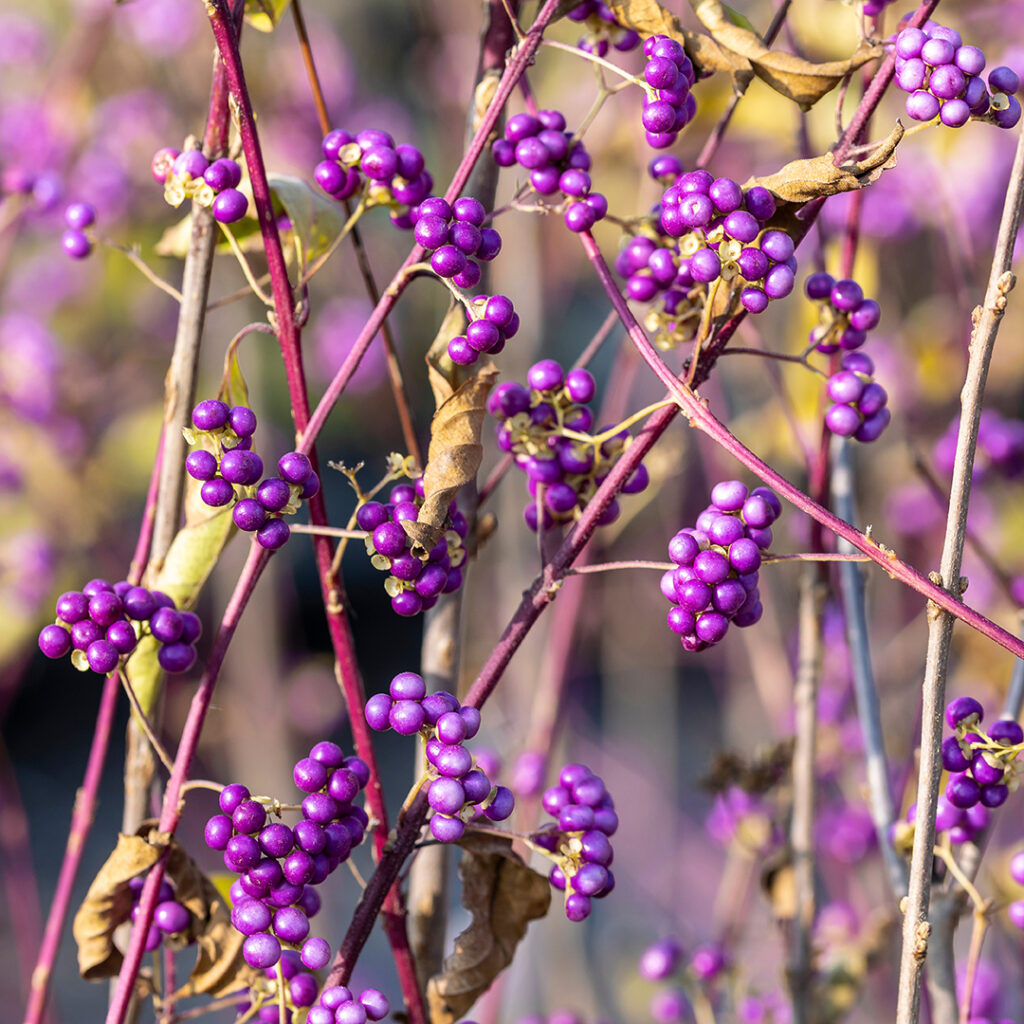 Beautyberry in Wellesley MA | Tree Tech Inc.