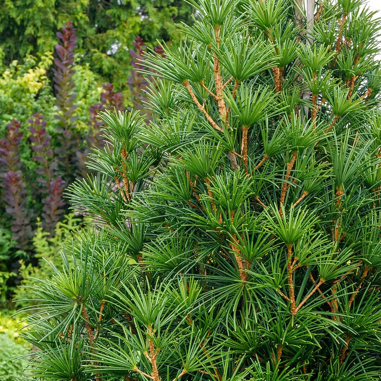 Umbrella Pine in Wellesley MA | Tree Tech Inc.