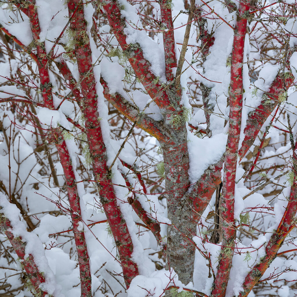 Coral Bark in Wellesley MA | Tree Tech Inc.