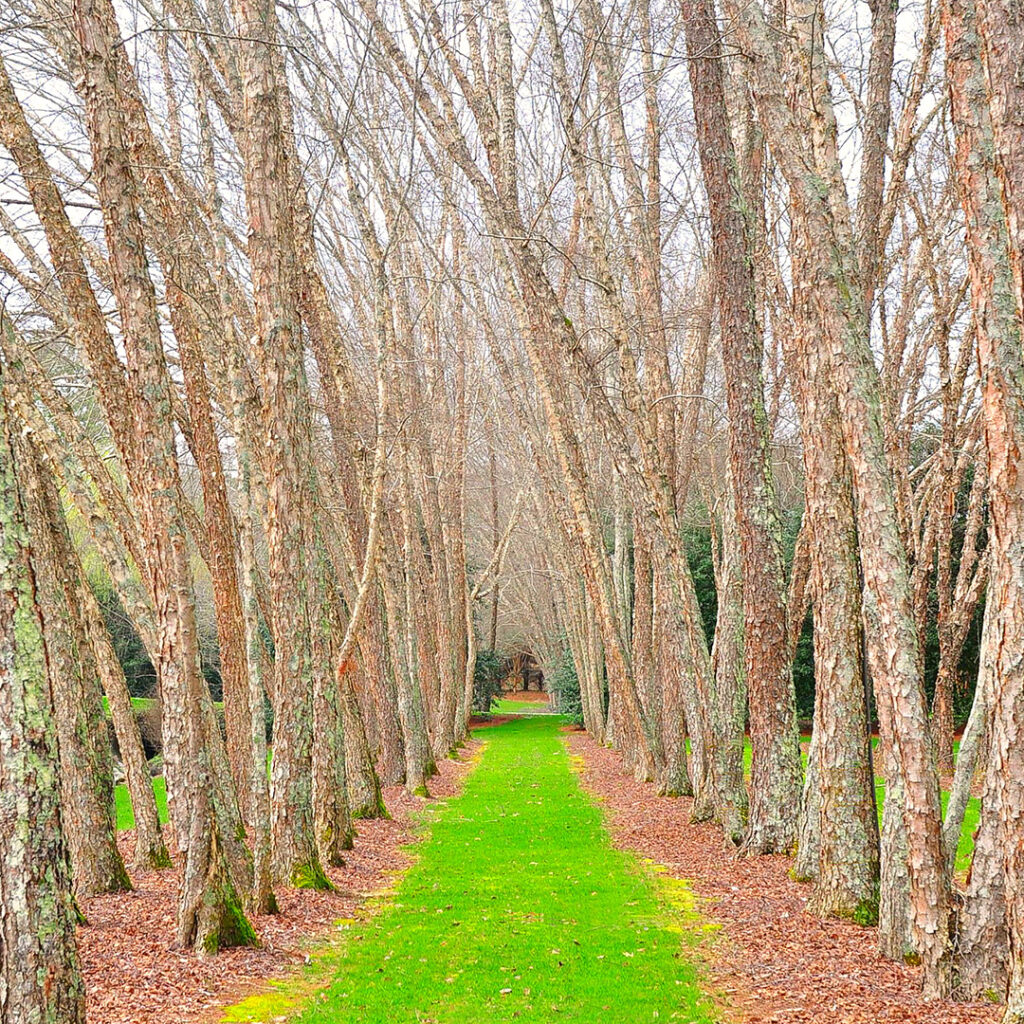 River Birch in Wellesley MA | Tree Tech Inc.